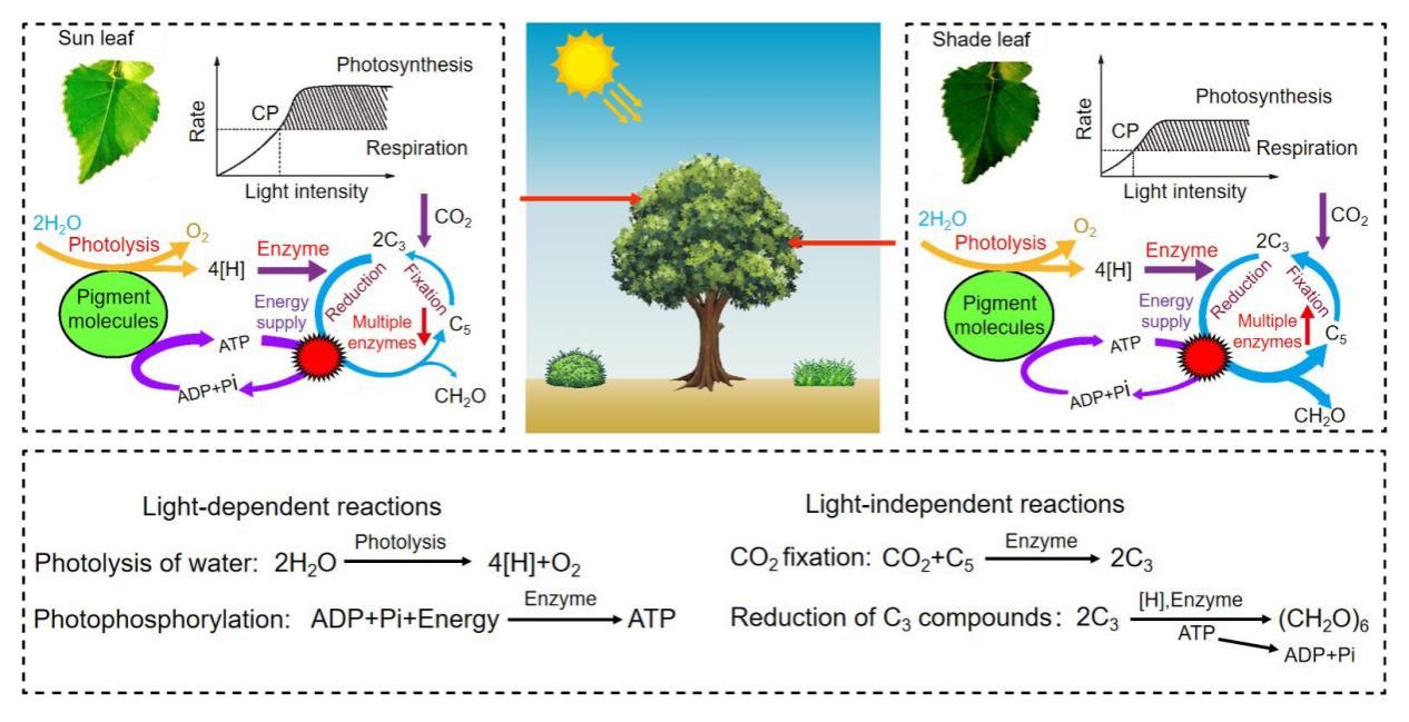Figure 15